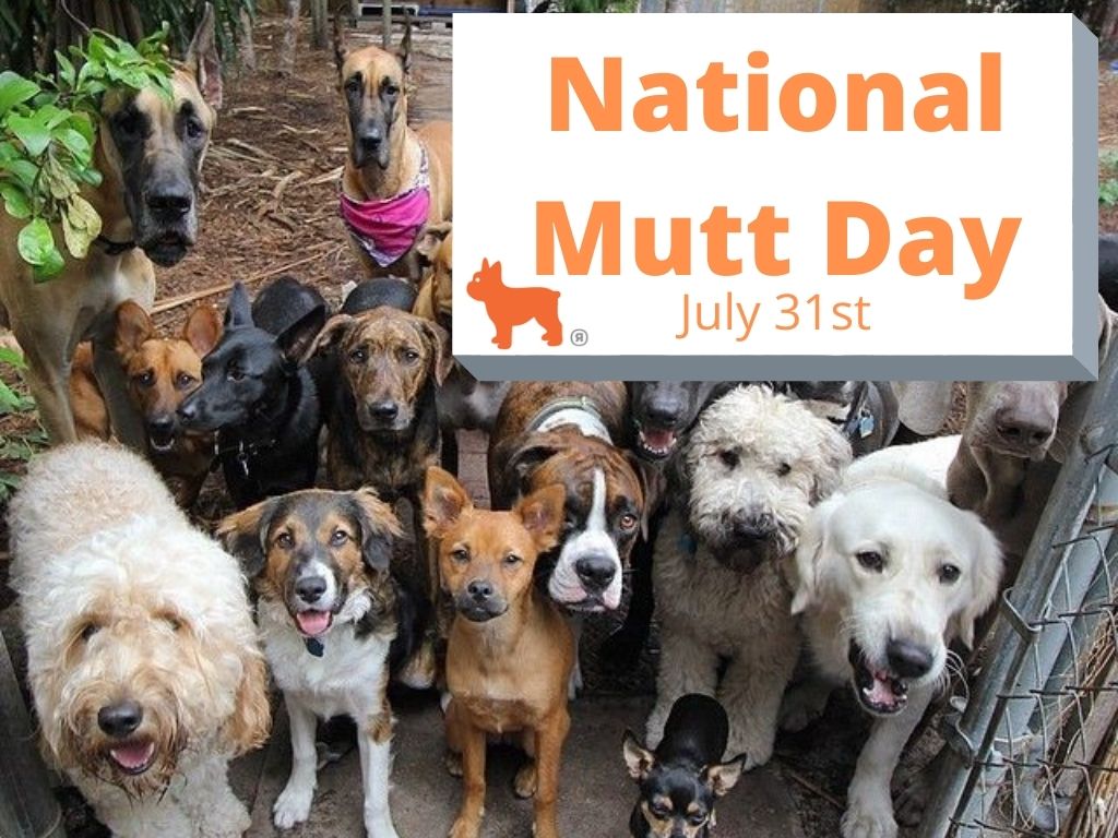 National Mutt Day
